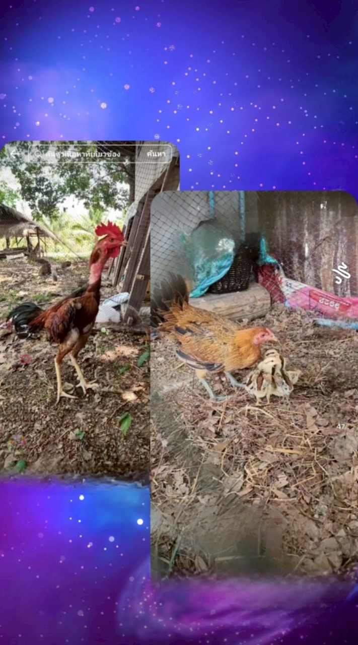 ซุ้ม เพชรสิงขร ฟาร์ม