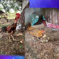 ซุ้ม เพชรสิงขร ฟาร์ม