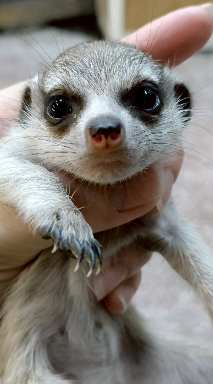 台中♡各種幼貓、狐獴交流♡南屯實體店面