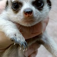 台中♡各種幼貓、狐獴交流♡南屯實體店面