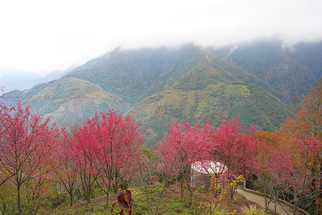 望高茶園景觀餐廳