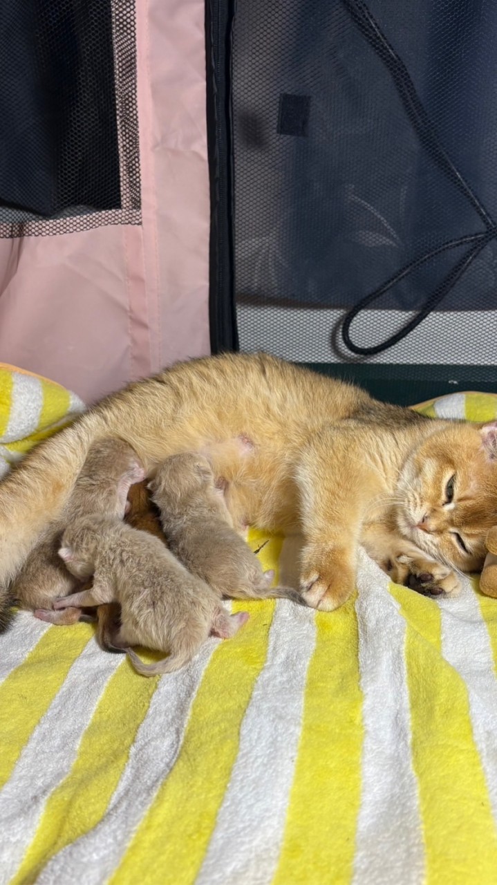 British Shorthair อัพเดต🐈