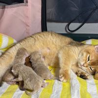 British Shorthair อัพเดต🐈