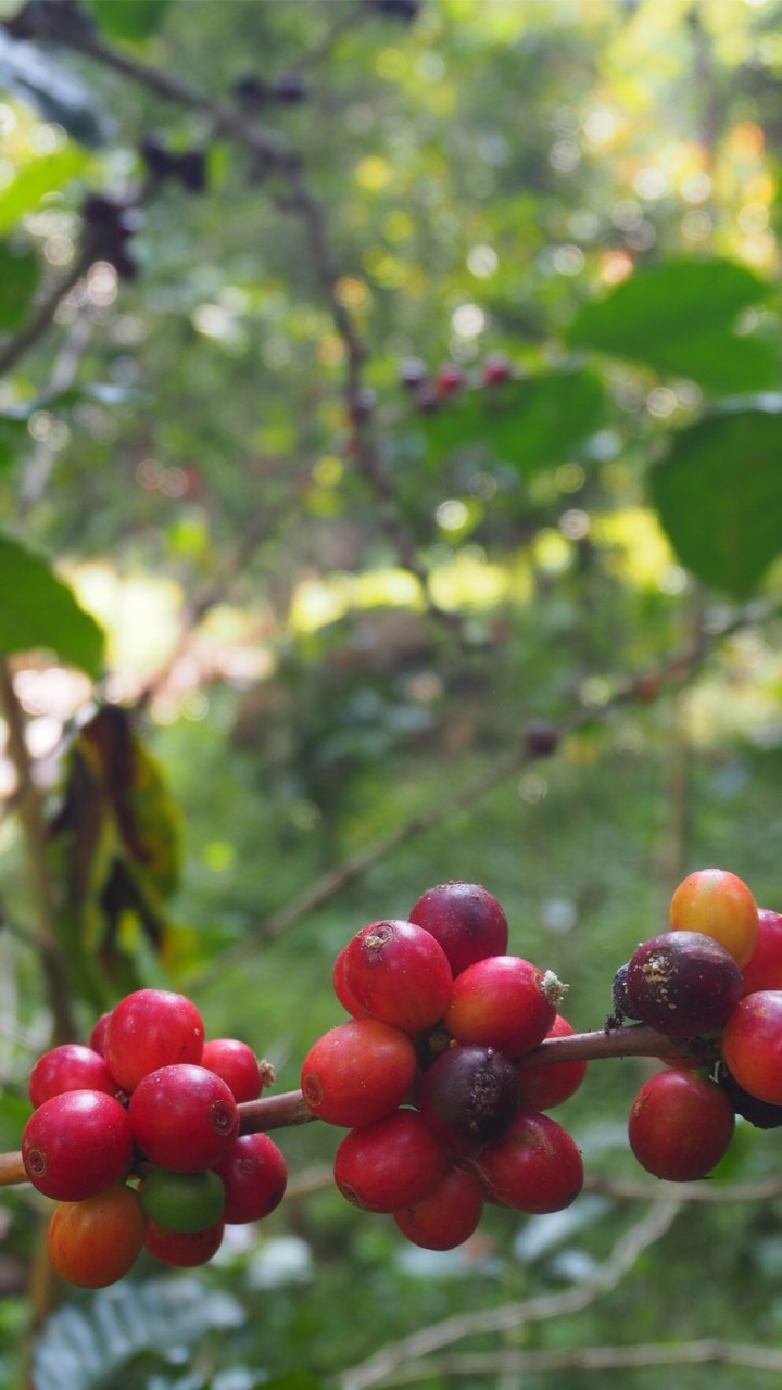Drip coffee