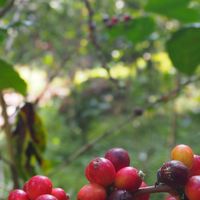 Drip coffee