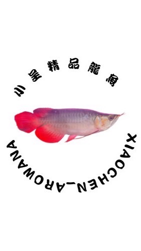 小呈精品龍魚
