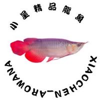 小呈精品龍魚