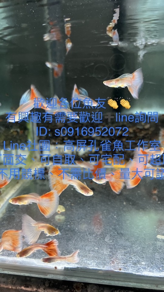 高屏孔雀魚工作室