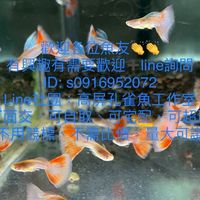 高屏孔雀魚工作室