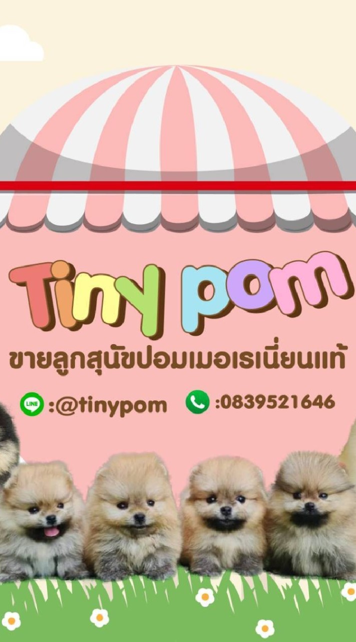 หมาปอมน่ารัก ปอมหน้าหมี ปอมปอม ปอมทีคัพ หมาปอม Tinypom