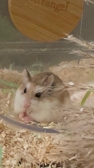毛多多倉鼠樂園✨🐹