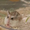 毛多多倉鼠樂園✨🐹