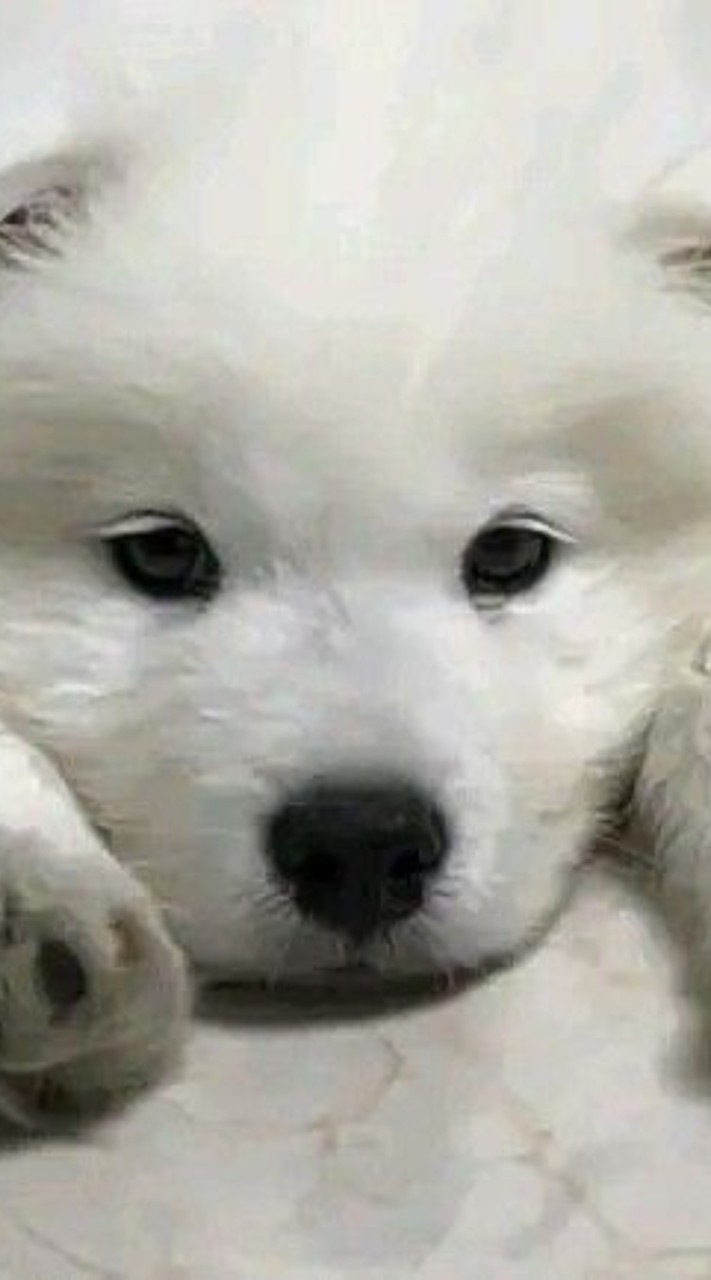 หนูชอบฮัม