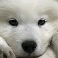 หนูชอบฮัม