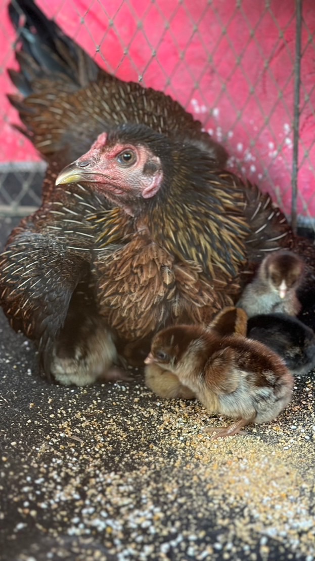 ไก่ชนแม่ออนฟาร์ม เชียงใหม่