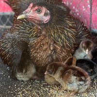 ไก่ชนแม่ออนฟาร์ม เชียงใหม่