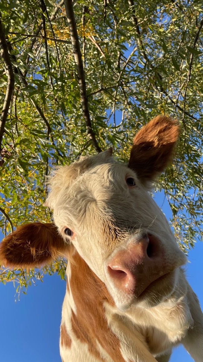 🐄 สัตวศาสตร์ 67 🐄