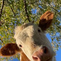 🐄 สัตวศาสตร์ 67 🐄
