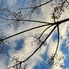 俳句、短歌、あやなす。