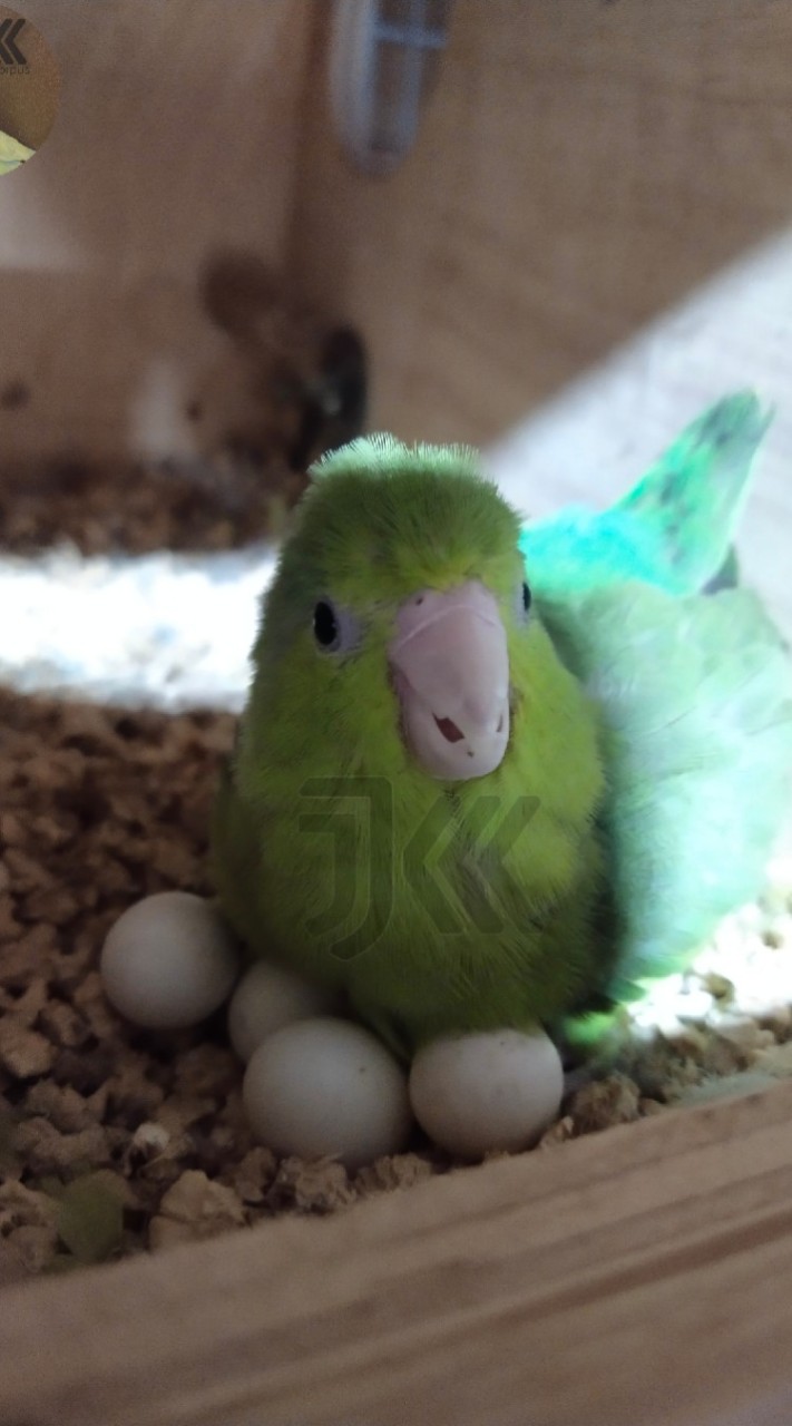 Forpus Market Thailand🐣