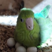 Forpus Market Thailand🐣