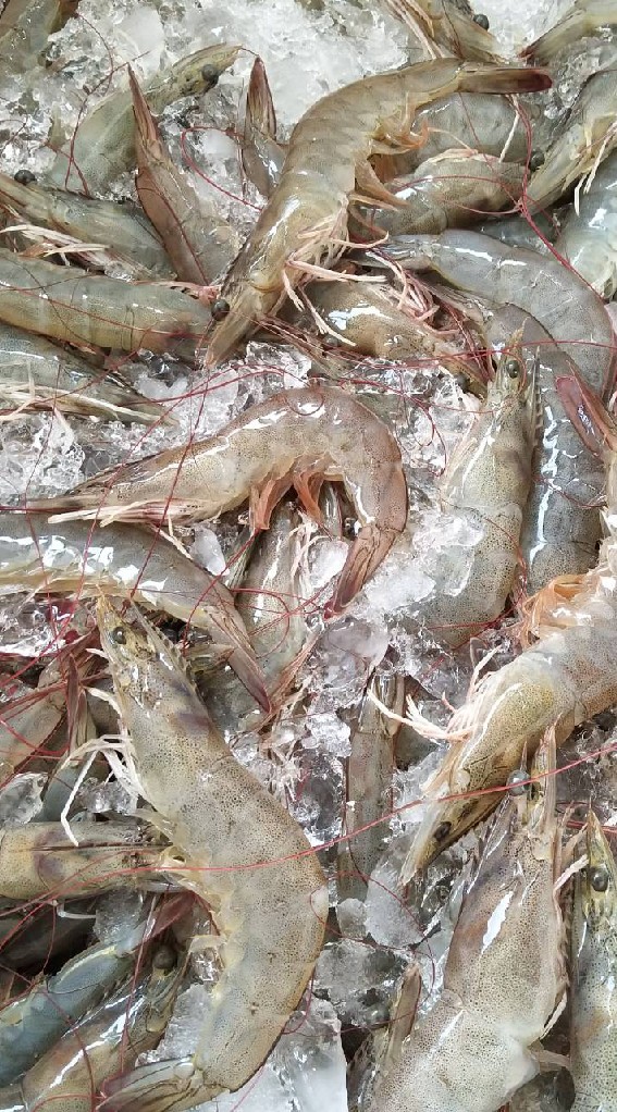 กุ้งสด ศรีสามพราน