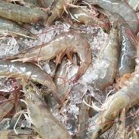 กุ้งสด ศรีสามพราน