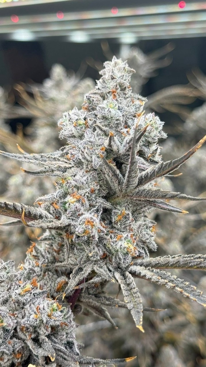 Wholeweed update stock