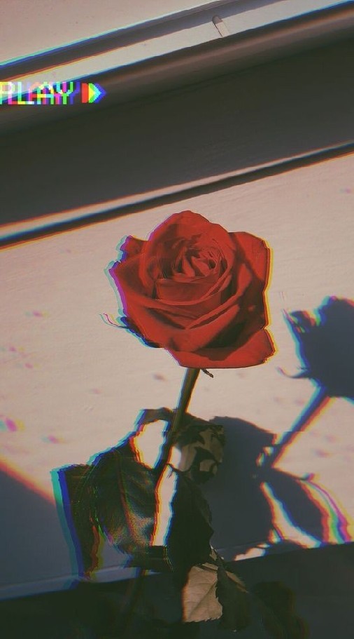 🥀 ∅ ♕︎  𝑅𝑜𝑠𝑒 𝑇ℎ𝑜𝑟𝑛  ♕︎  ∅ 🥀