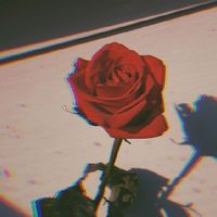 🥀 ∅ ♕︎  𝑅𝑜𝑠𝑒 𝑇ℎ𝑜𝑟𝑛  ♕︎  ∅ 🥀