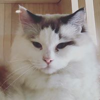 杯子職人貓舍