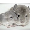 鹿児島チンチラ飼いの部屋
