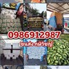 ขนส่ง​ กษิวิชญ์​ รถรับจ้าง​ ขนของ​ ทั่วไทย