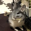 チンチラ