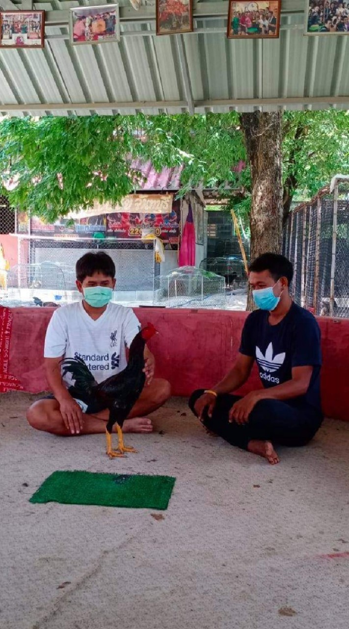 ทองบ้านไก่ชนคลองบางกลาง