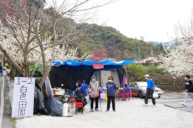 草坪頭白色田園