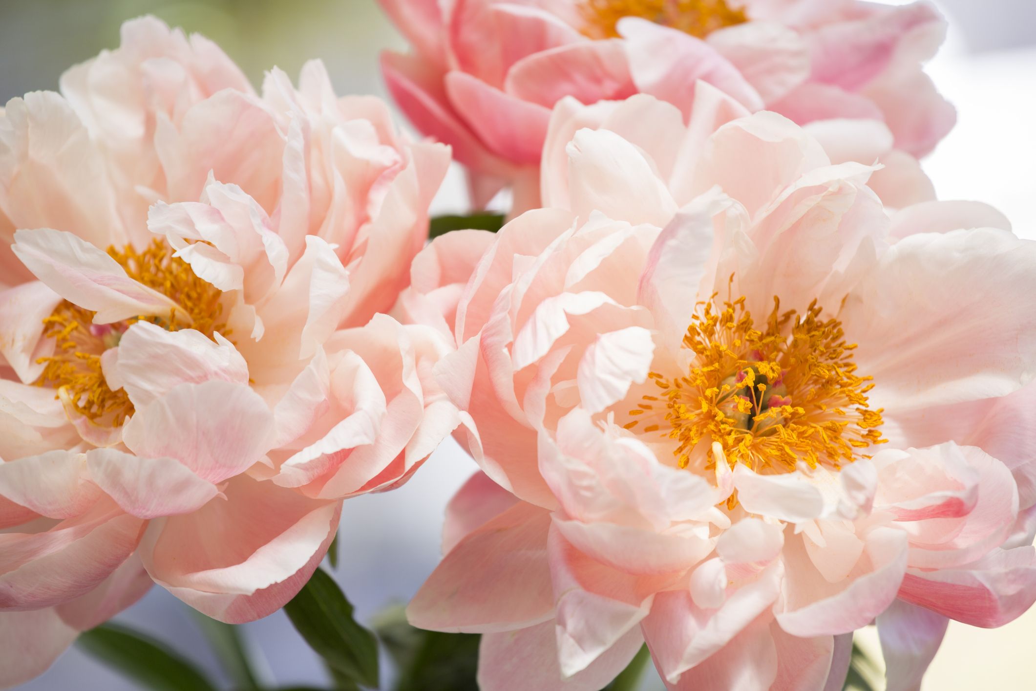 母の日に贈りたい 素敵な 花言葉 を持つフラワー