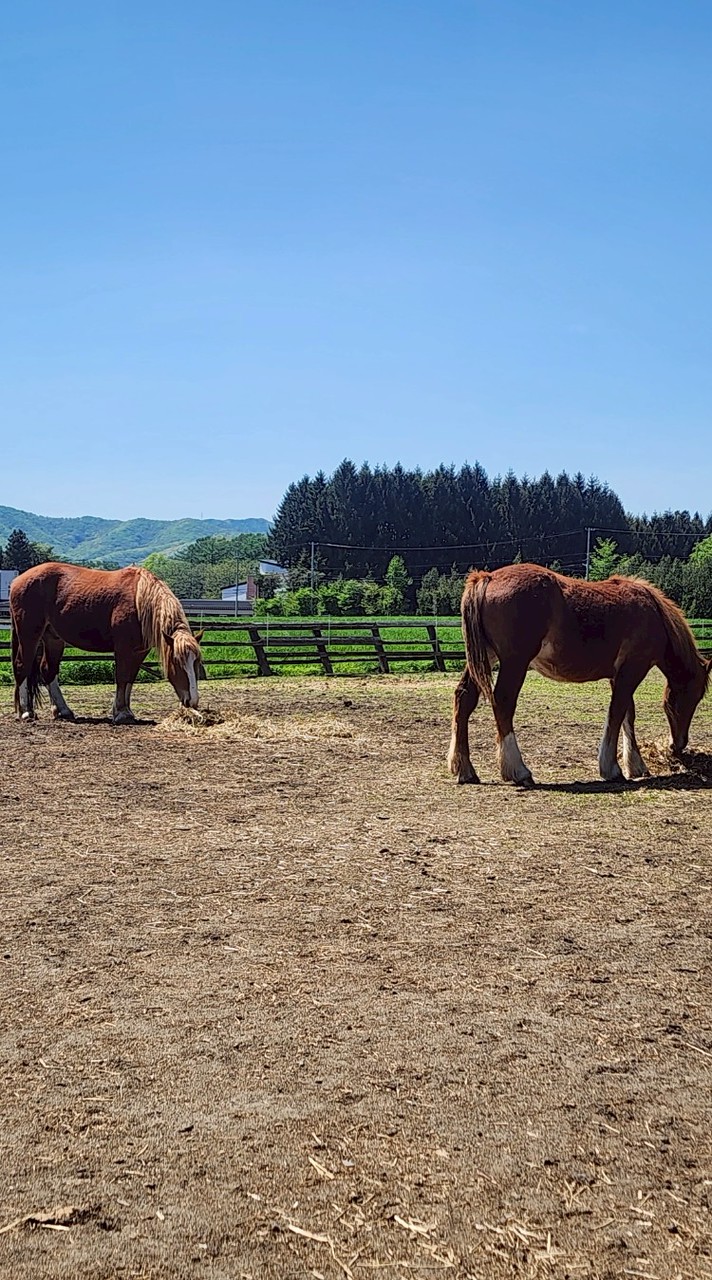 岩手医科大学馬術部2025年新歓🐴