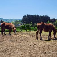 岩手医科大学馬術部2025年新歓🐴