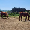 岩手医科大学馬術部2025年新歓🐴