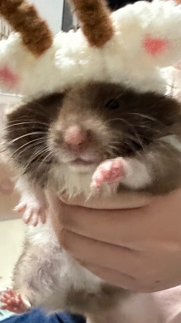 Hamster gang 🐹🤏🏻