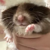 Hamster gang 🐹🤏🏻