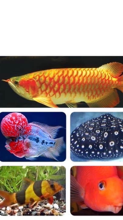 羅漢魚friend