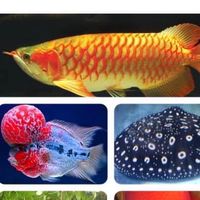 羅漢魚friend
