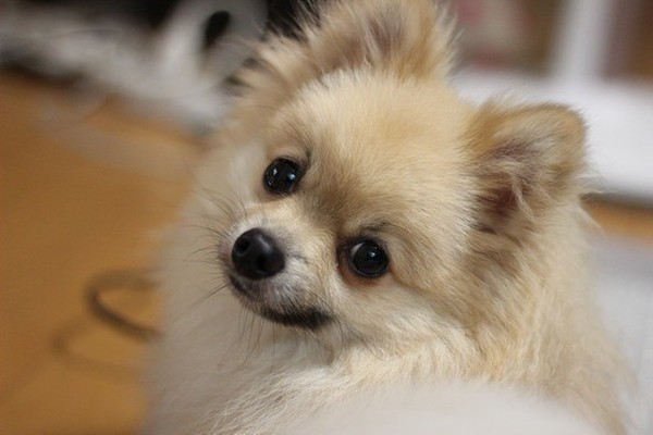 カットで際立つ ポメラニアンの たぬき顔 きつね顔 の魅力 いぬのきもちnews Line News