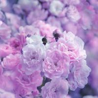 40代 50代🌸癒しの女子部屋🌸岡山倉敷福山