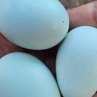 ไก่ไข่ และเป็ดไข่ต่างประเทศ ไข่หลากสี