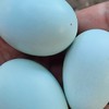 ไก่ไข่ และเป็ดไข่ต่างประเทศ ไข่หลากสี