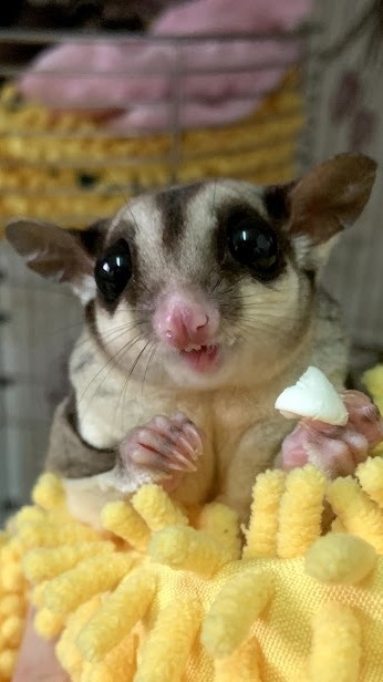 蜜袋鼯飼養交流