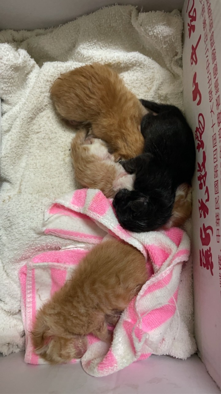 新竹區浪孕貓奶貓照護群